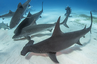 Bahamas Shark Safari