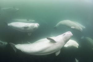 Snorkeling with beluga whales