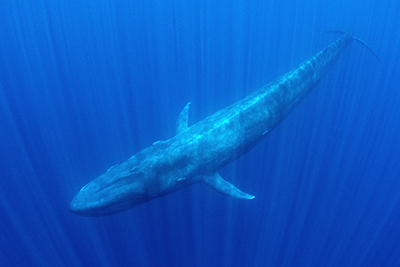 Blue Whale Snorkeling in East Timor.