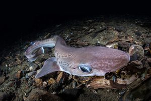 Deep Sharks Norway