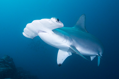 Galapagos Islands Hammerhead Shark