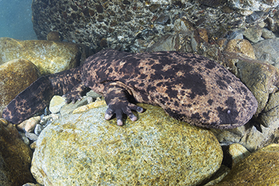 Giant Salamanders Japan