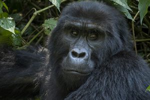 Trekking with Mountain Gorillas