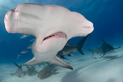 Great Hammerhead