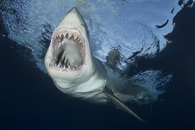 Great White Shark Cage Diving