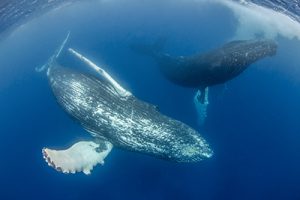 Humpback Whales