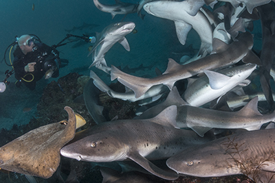 Japan Shark Safari