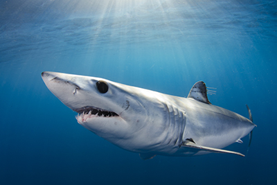 Mako and Blue Shark snorkeling