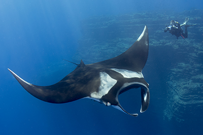 Manta Rays in Socorro