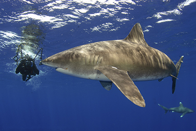 Diving with Oceanic Whitetip Sharks