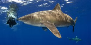 Oceanic Whitetip Shark