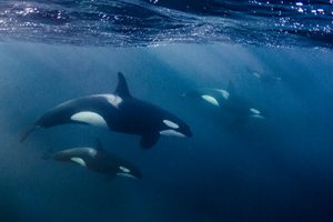 Snorkeling with orcas