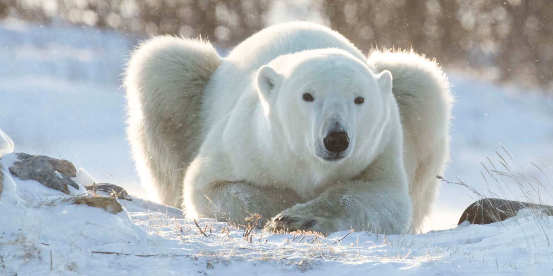 Polar Bear Tour Churchill