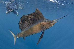 Sailfish Bait Ball