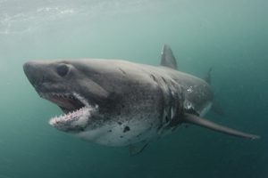 Salmon Shark snorkeling