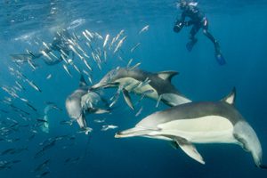 Long Beaked Common Dolphin