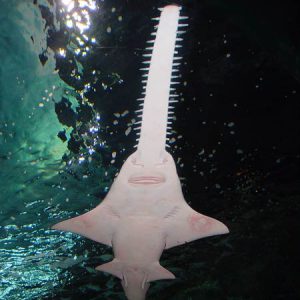 Elasmodiver