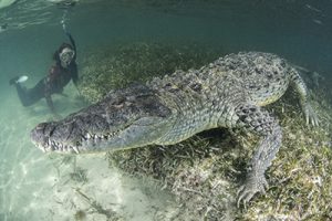 American Crocodiles