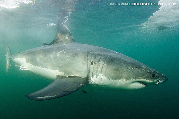 Great white shark, False Bay, South Africa