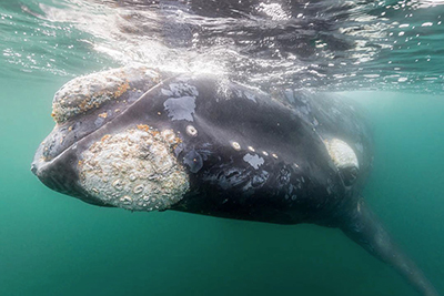 Southern Right Whales