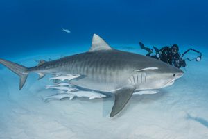 Tiger Shark