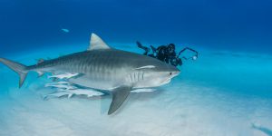 Tiger Shark