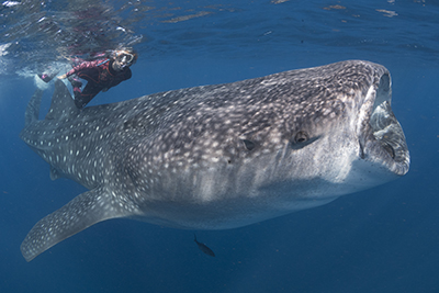 Snorkeling with Whale Sharks in Isla Mujeres, Mexico.