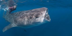 Snorkeler with a whale shark