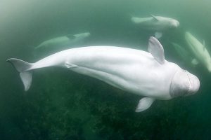 Beluga whales in Churchill, Canada