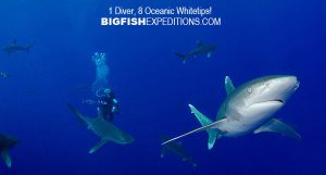 Oceanic whitetip shark diving on Cat Island, Bahamas