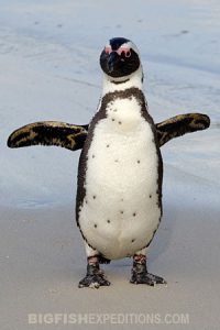 African Penguin Encounter