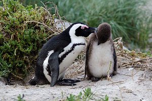 African Penguins at Boulders Beach