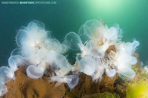 A large group of hooded nudibranchs mating in Alaska