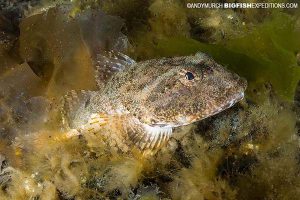 Great sculpin diving in Alaska