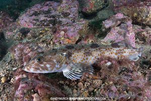 Lingcod on a reef in Alaska