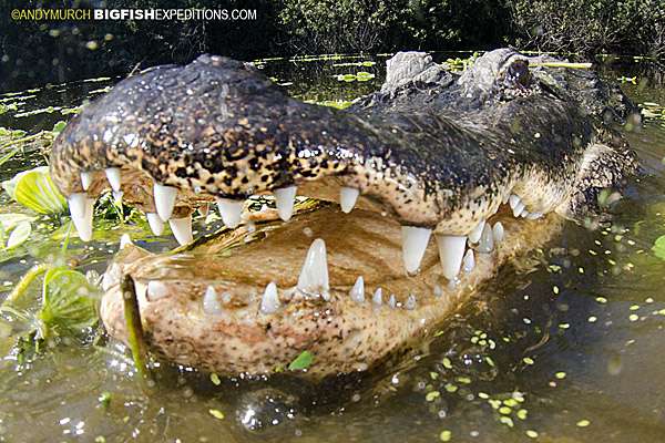 American Alligator Diving
