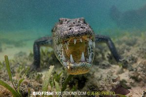 diving with american crocodiles