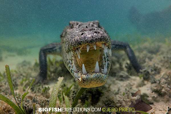 diving with american crocodiles
