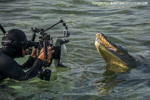 Photographing American Crocodiles