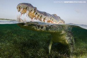 American Crocodile