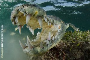 American Crocodile