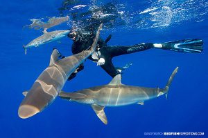 Silky shark diving at Andros navy buoy