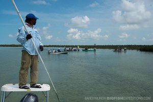 looking for sawfish in Andros