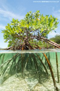 Red mangrove in Andros Island, Bahamas.