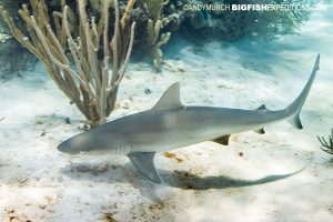 Blacknose shark Andros Island