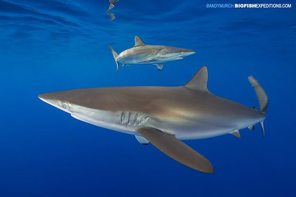 Andros silky shark diving