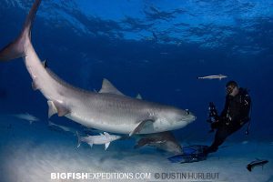 Tiger Shark diving with Andy Murch