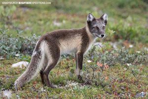 Arctic fox watching. Summer coat. Churchill.