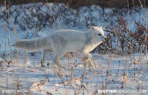 Arctic Fox photography trip in Churchill, Canada