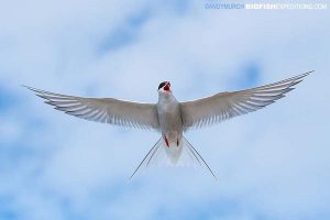 Arctic turn. Bird watching n Churchill.